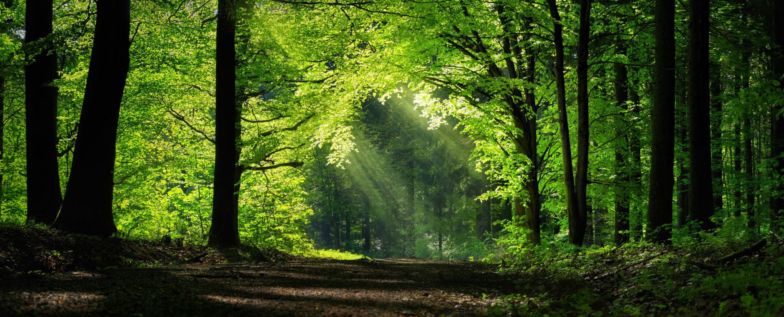 Create a Nature Trail on Your Property